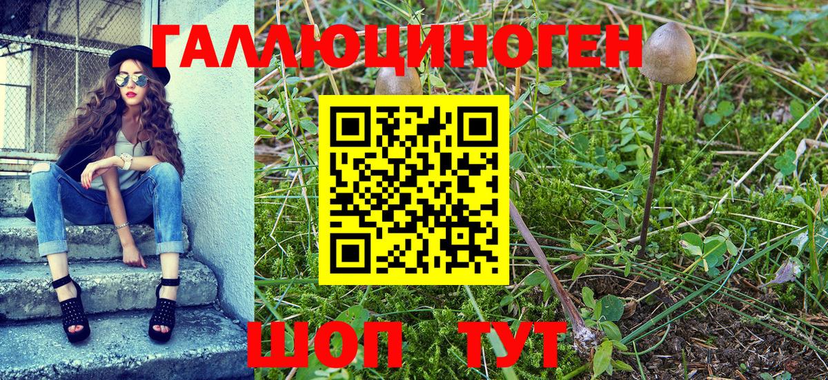 Галлюциногенные грибы Psilocybe Орск